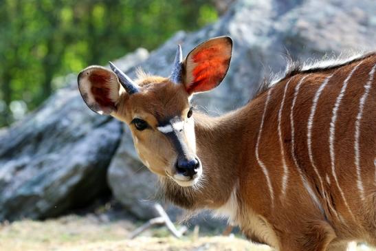 Flachland-Nyala Junger Bock Opel Zoo Kronberg 2018