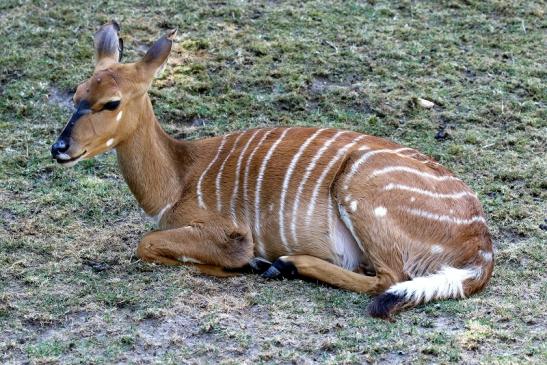 Flachland-Nyala Opel Zoo Kronberg 2018