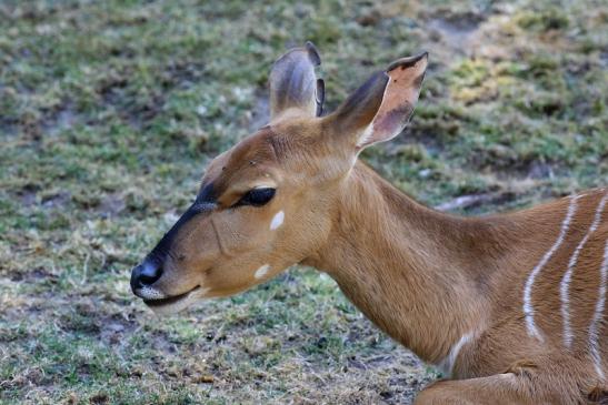 Flachland-Nyala Opel Zoo Kronberg 2018