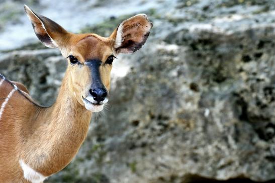 Flachland-Nyala Opel Zoo Kronberg 2018