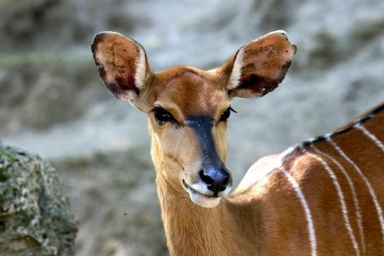 Flachland-Nyala Opel Zoo Kronberg 2018