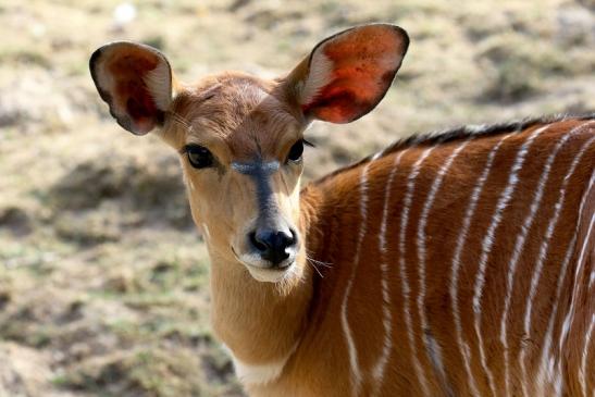 Flachland-Nyala Opel Zoo Kronberg 2018