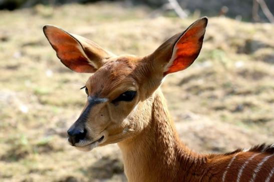 Flachland-Nyala Opel Zoo Kronberg 2018