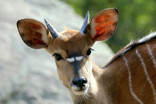 Foto des Monats Januar 2019 Flachland-Nyala "Junger Bock" Opel Zoo Kronberg