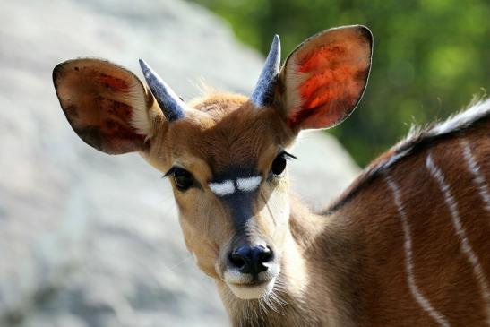 Flachland-Nyala Junger Bock Opel Zoo Kronberg 2018