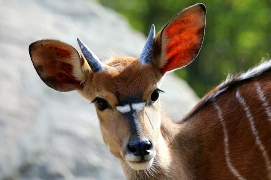 Flachland-Nyala Junger Bock Opel Zoo Kronberg 2018