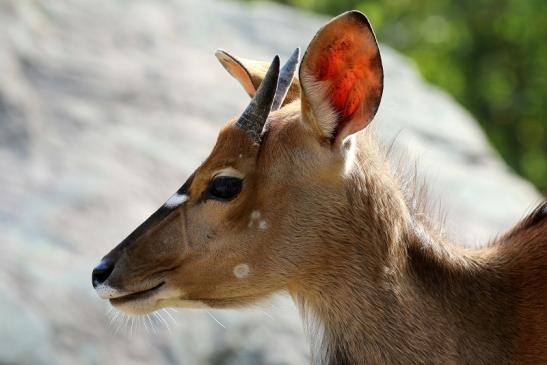 Flachlandn-Nyala Junger Bock Opel Zoo Kronberg 2018