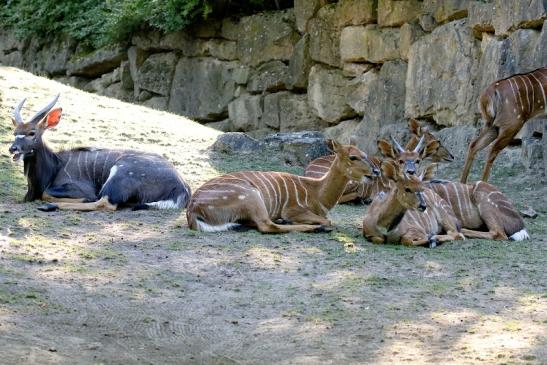 Flachlandnyala Opel Zoo Kronberg 2019