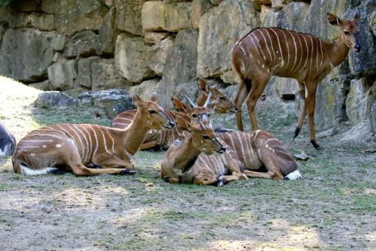 Flachland-Nyala Opel Zoo Kronberg 2019