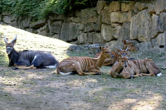 Flachlandnyala Opel Zoo Kronberg 2019