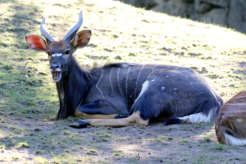 Flachland-Nyala Bock Opel Zoo Kronberg 2019