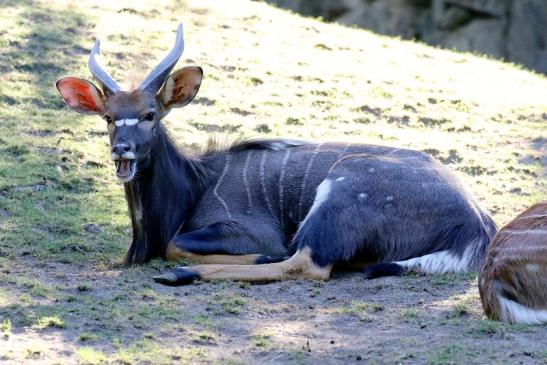 Flachlandnyala Bock Opel Zoo Kronberg 2019