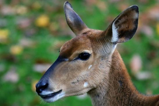 Flachland-Nyala Opel Zoo Kronberg 2016