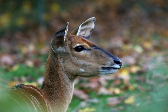 Flachland-Nyala Opel Zoo Kronberg 2016