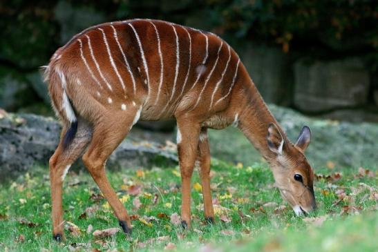 Flachland-Nyala Opel Zoo Kronberg 2016