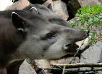 Flachlandtapir