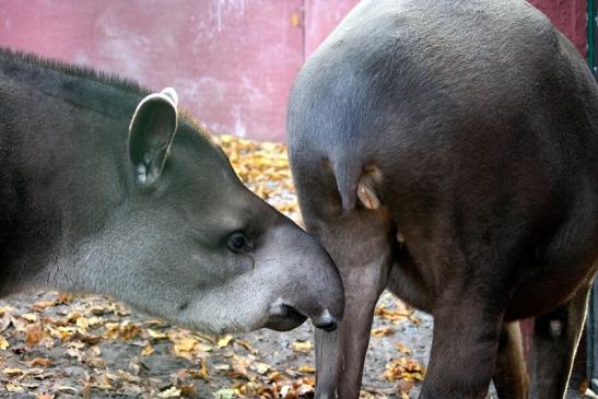 Flachlandtapir Zoo Vivarium Darmstadt 2011