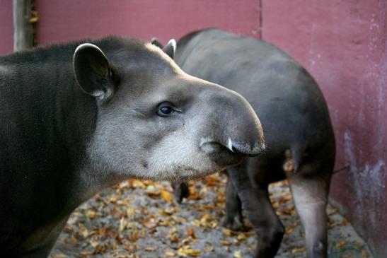 Flachlandtapir Zoo Vivarium Darmstadt 2011