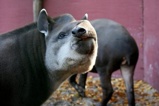 Flachlandtapir Zoo Vivarium Darmstadt 2011