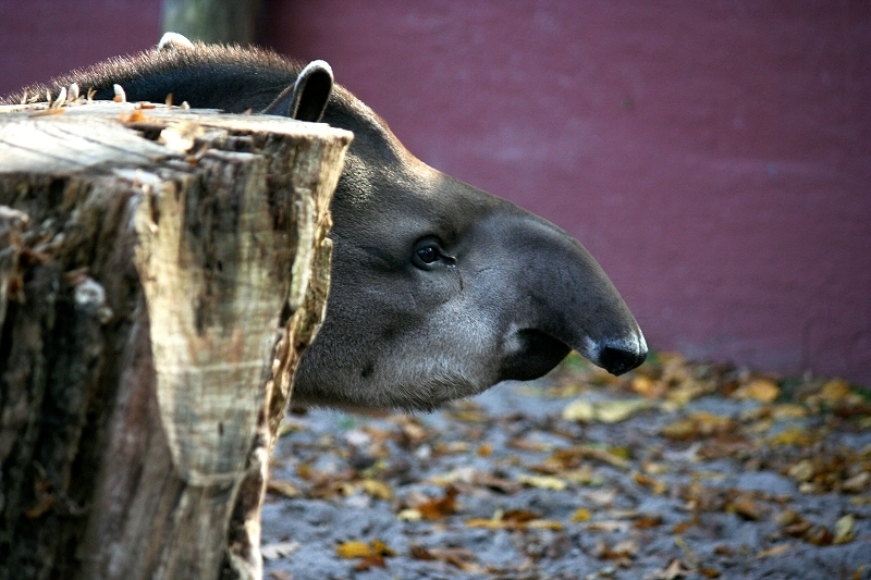 Flachlandtapir Zoo Vivarium Darmstadt 2011