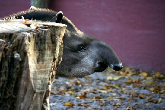 Flachlandtapir Zoo Vivarium Darmstadt 2011