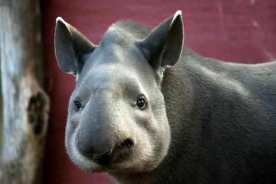 Flachlandtapir Zoo Vivarium Darmstadt 2011