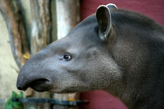 Flachlandtapir Zoo Vivarium Darmstadt 2011