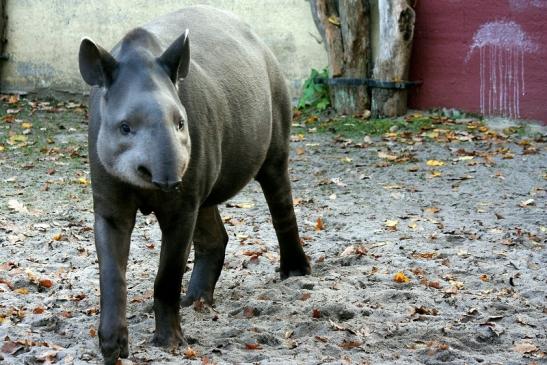 Flachlandtapir Zoo Vivarium Darmstadt 2011