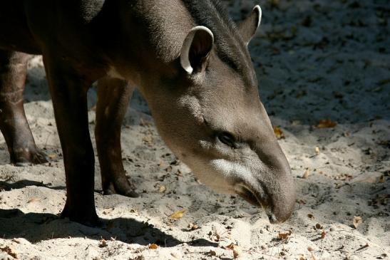 Flachlandtapir Zoo Vivarium Darmstadt 2011