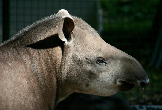 Flachlandtapir Zoo Vivarium Darmstadt 2011