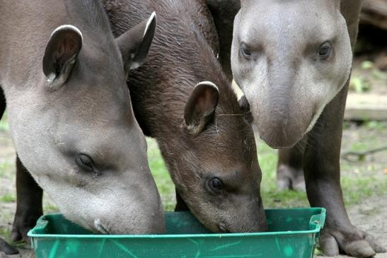 Flachlandtapir Zoo Vivarium Darmstadt 2012