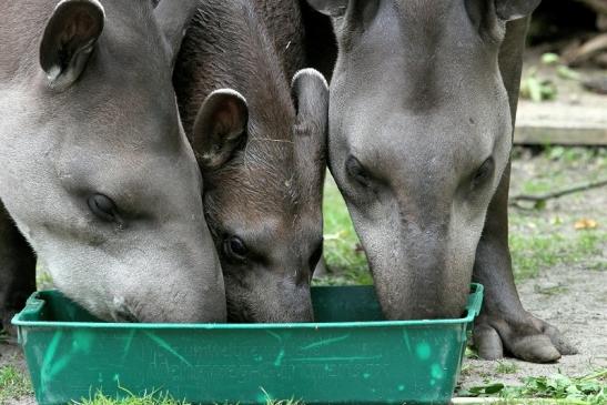 Flachlandtapir Zoo Vivarium Darmstadt 2012