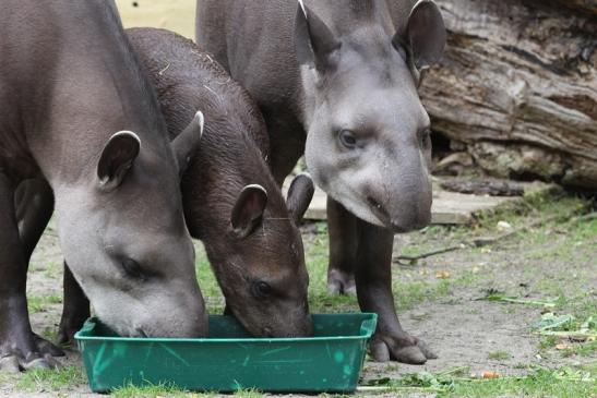 Flachlandtapir Zoo Vivarium Darmstadt 2012