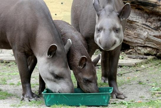 Flachlandtapir Zoo Vivarium Darmstadt 2012