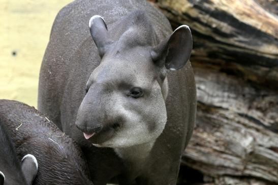 Flachlandtapir Zoo Vivarium Darmstadt 2012