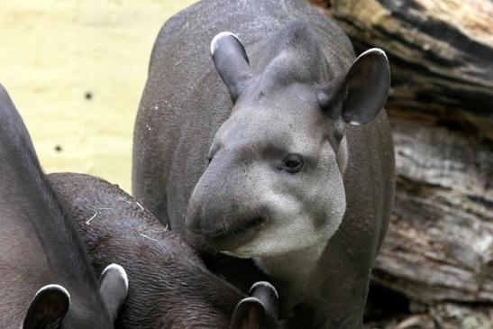 Flachlandtapir Zoo Vivarium Darmstadt 2012