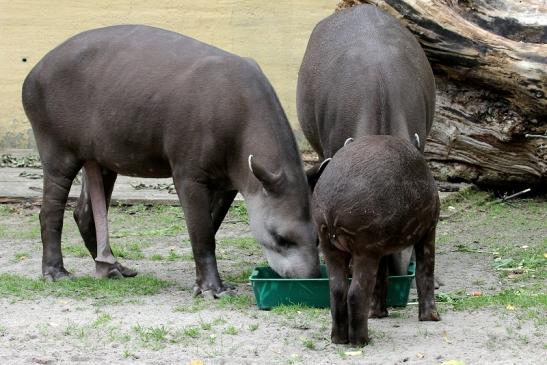 Flachlandtapir Zoo Vivarium Darmstadt 2012