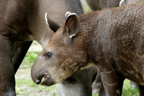 Flachlandtapir Zoo Vivarium Darmstadt 2012