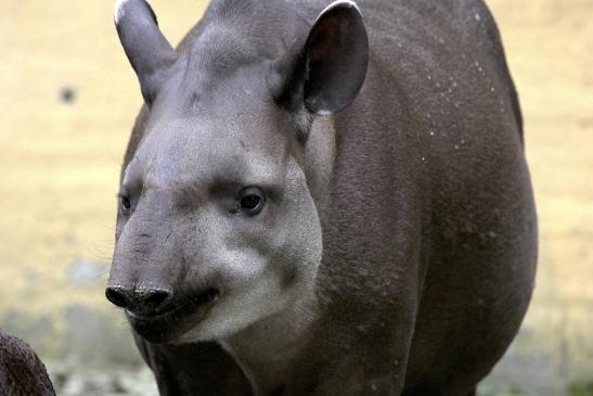 Flachlandtapir Zoo Vivarium Darmstadt 2012