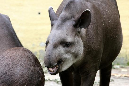 Flachlandtapir Zoo Vivarium Darmstadt 2012