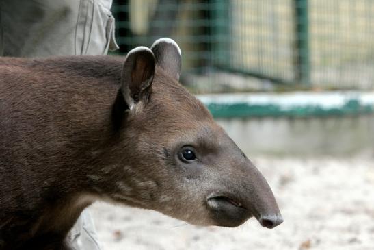 Flachlandtapir Zoo Vivarium Darmstadt 2012