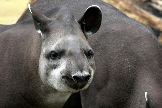 Flachlandtapir Zoo Vivarium Darmstadt 2012