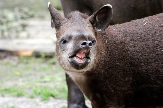 Flachlandtapir Zoo Vivarium Darmstadt 2012