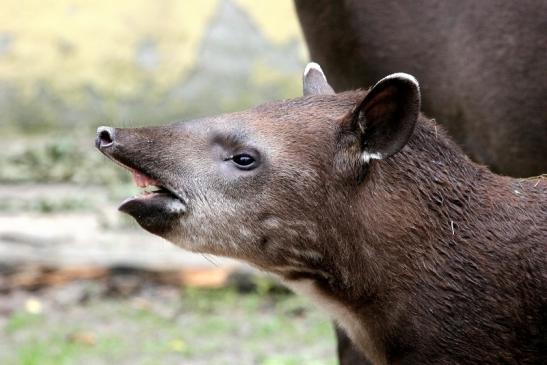 Flachlandtapir Zoo Vivarium Darmstadt 2012