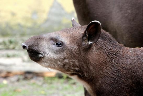 Flachlandtapir Zoo Vivarium Darmstadt 2012