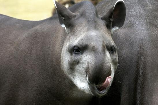 Flachlandtapir Zoo Vivarium Darmstadt 2012