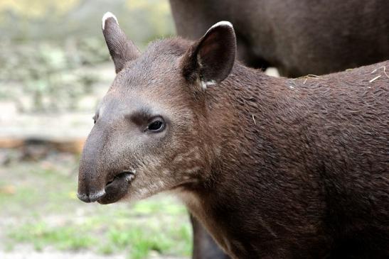 Flachlandtapir Zoo Vivarium Darmstadt 2012