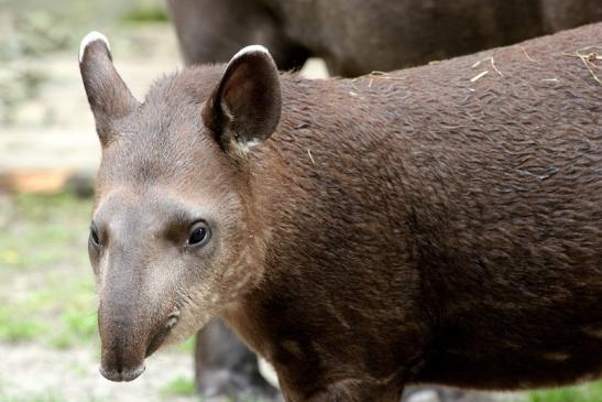 Flachlandtapir Zoo Vivarium Darmstadt 2012