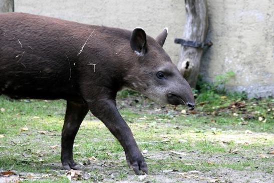 Flachlandtapir Zoo Vivarium Darmstadt 2012