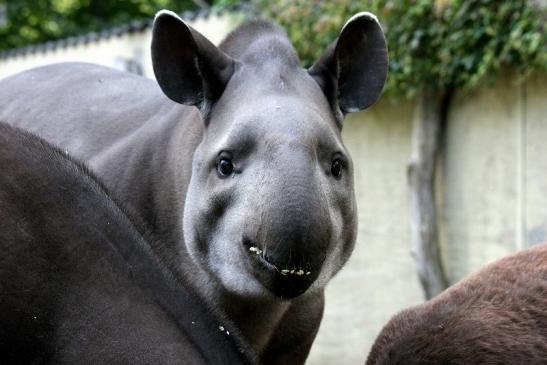 Flachlandtapir Zoo Vivarium Darmstadt 2012